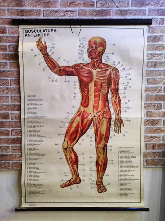 Cartina anatomica della muscolatura umana