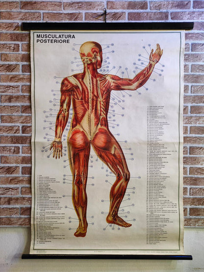 Cartina anatomica della muscolatura umana